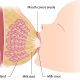 چگونگی تولید شیر سینه مادر