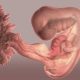 جدول هفته به هفته بارداری جنین پنجم ششم