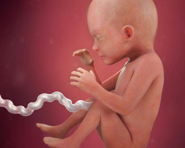 تغییرات مادر و جنین در هفته بیست و چهارم بارداری