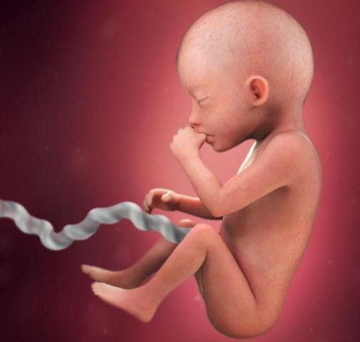 تغییرا مادر و جنین در هفته بیستم بارداری
